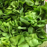 Green Boston Bibb Lettuce