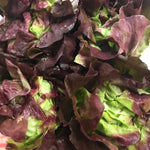 Red Boston Bibb Lettuce